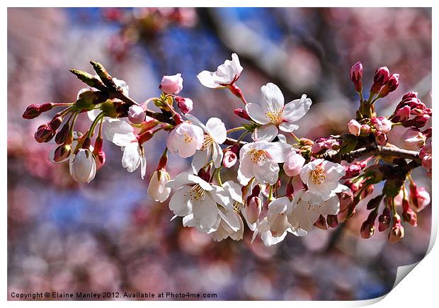  Spring Cherry Blossoms Flower  Print by Elaine Manley