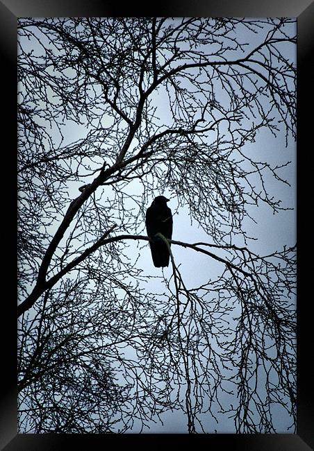The Raven Framed Print by Maria Tzamtzi Photography