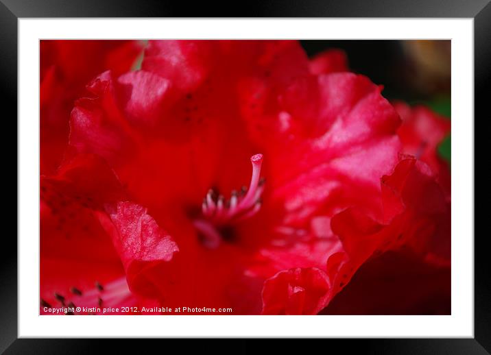 rhodies Framed Mounted Print by kirstin price