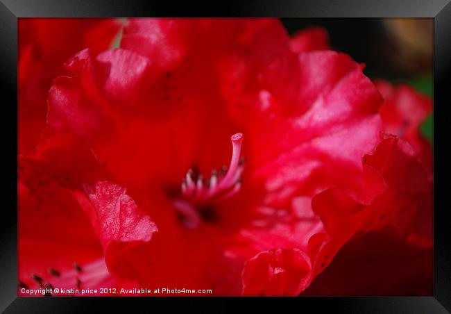 rhodies Framed Print by kirstin price