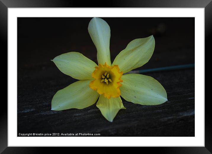 a simple flower Framed Mounted Print by kirstin price