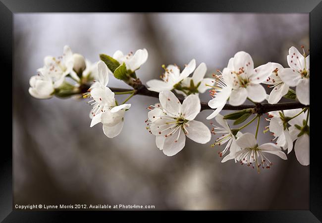 Blossom Framed Print by Lynne Morris (Lswpp)