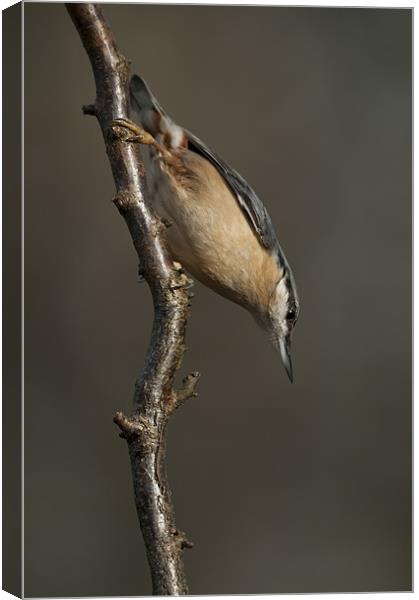 Eurasian Nuthatch Canvas Print by Natures' Canvas: Wall Art  & Prints by Andy Astbury