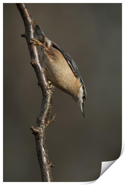 Eurasian Nuthatch Print by Natures' Canvas: Wall Art  & Prints by Andy Astbury