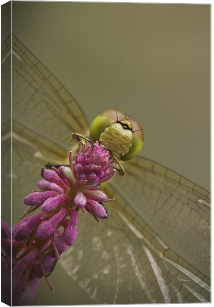 Common Darter Dragonfly Canvas Print by Natures' Canvas: Wall Art  & Prints by Andy Astbury