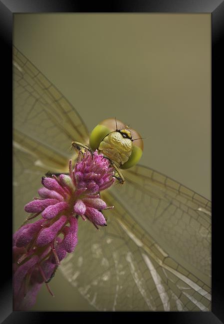 Common Darter Dragonfly Framed Print by Natures' Canvas: Wall Art  & Prints by Andy Astbury