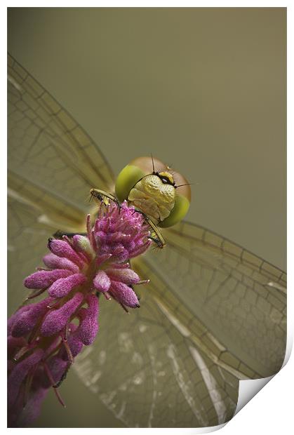 Common Darter Dragonfly Print by Natures' Canvas: Wall Art  & Prints by Andy Astbury