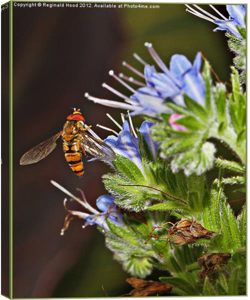 Hover Fly Canvas Print by Reginald Hood