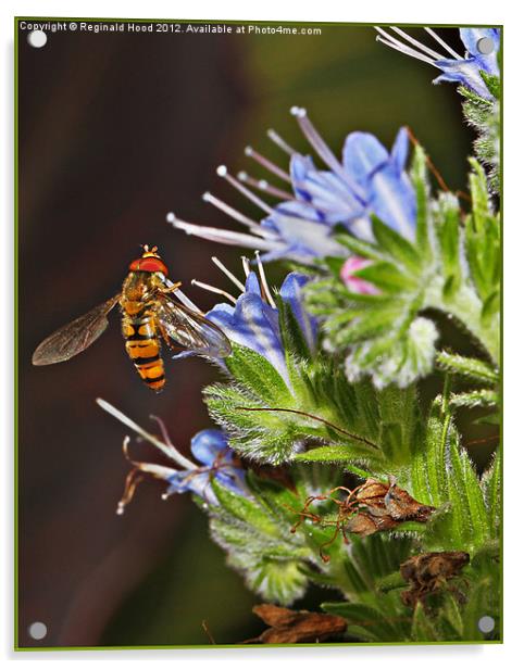 Hover Fly Acrylic by Reginald Hood