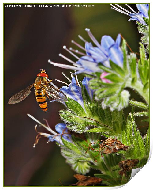 Hover Fly Print by Reginald Hood