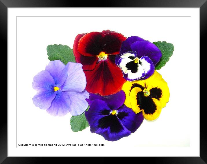 NA Pansy Variety Framed Mounted Print by james richmond