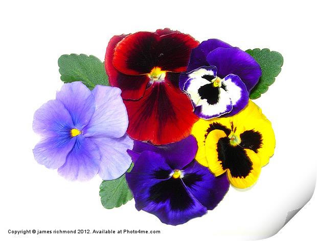 NA Pansy Variety Print by james richmond