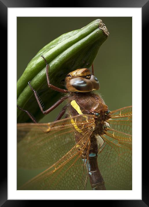 Brown Hawker Dragonfly Framed Mounted Print by Natures' Canvas: Wall Art  & Prints by Andy Astbury