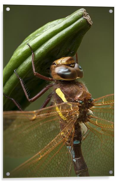 Brown Hawker Dragonfly Acrylic by Natures' Canvas: Wall Art  & Prints by Andy Astbury