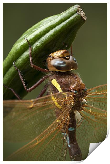 Brown Hawker Dragonfly Print by Natures' Canvas: Wall Art  & Prints by Andy Astbury