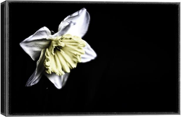 Daffodil Canvas Print by Nicola Allen