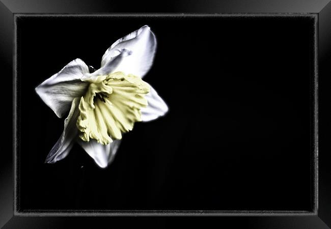 Daffodil Framed Print by Nicola Allen