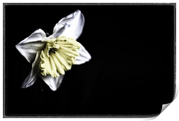 Daffodil Print by Nicola Allen