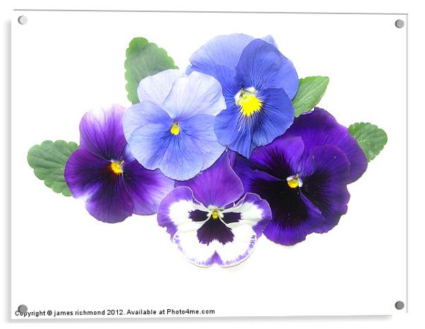 NA Blue Pansies Acrylic by james richmond