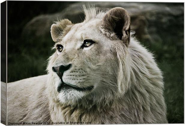 white lion Canvas Print by kim Reeves