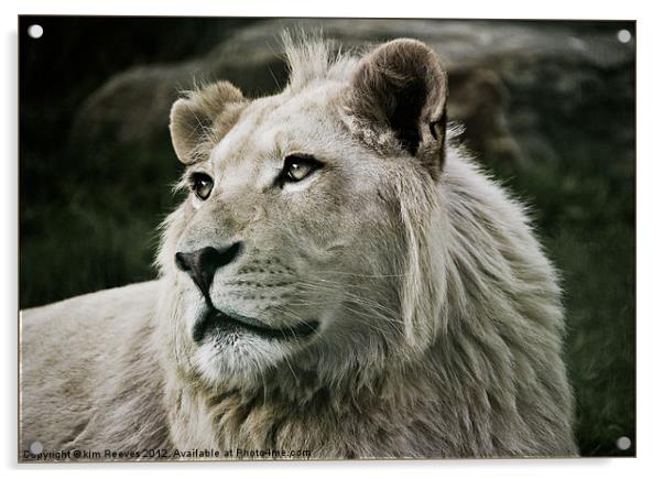 white lion Acrylic by kim Reeves