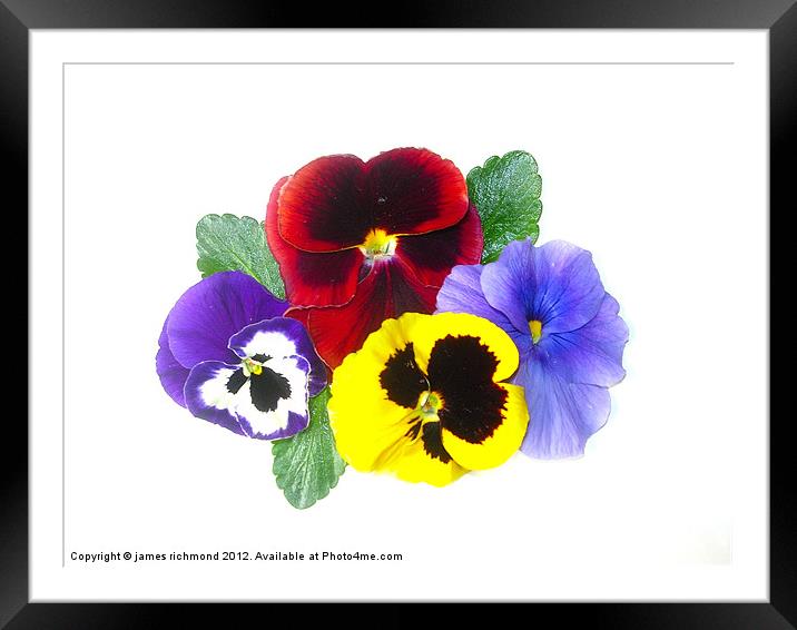 NA Pansies Framed Mounted Print by james richmond