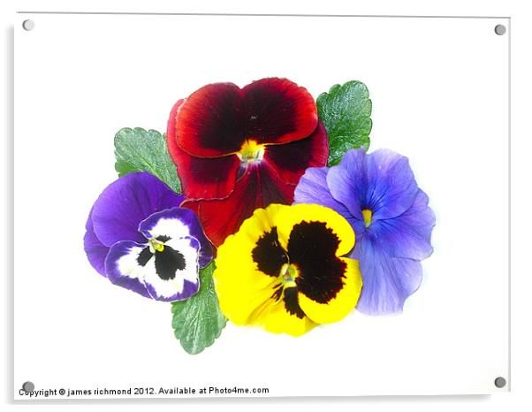 NA Pansies Acrylic by james richmond