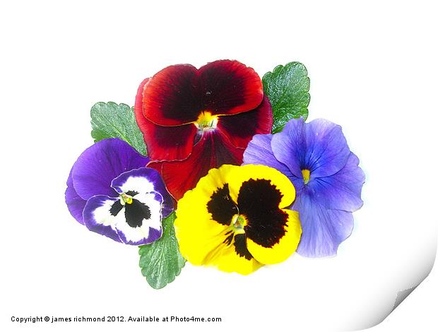 NA Pansies Print by james richmond