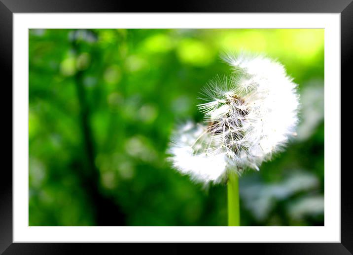 Dandelion Framed Mounted Print by Stephanie Haines