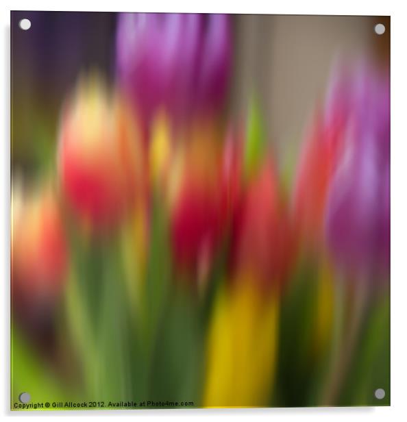 Tulip Haze Acrylic by Gill Allcock