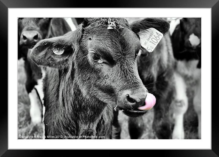 Happy Cow Framed Mounted Print by Alexia Miles