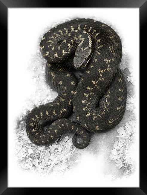 European Adder Framed Print by Natures' Canvas: Wall Art  & Prints by Andy Astbury