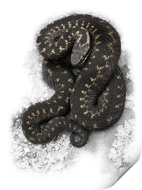 European Adder Print by Natures' Canvas: Wall Art  & Prints by Andy Astbury