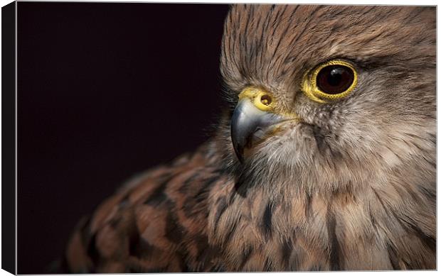 Kestrel Close Up Canvas Print by Natures' Canvas: Wall Art  & Prints by Andy Astbury