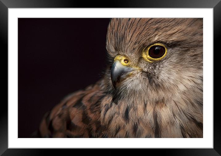 Kestrel Close Up Framed Mounted Print by Natures' Canvas: Wall Art  & Prints by Andy Astbury
