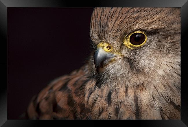 Kestrel Close Up Framed Print by Natures' Canvas: Wall Art  & Prints by Andy Astbury