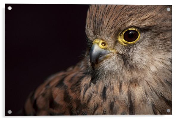 Kestrel Close Up Acrylic by Natures' Canvas: Wall Art  & Prints by Andy Astbury