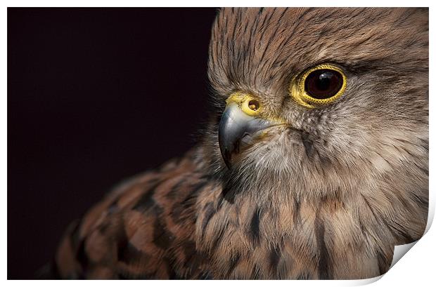 Kestrel Close Up Print by Natures' Canvas: Wall Art  & Prints by Andy Astbury