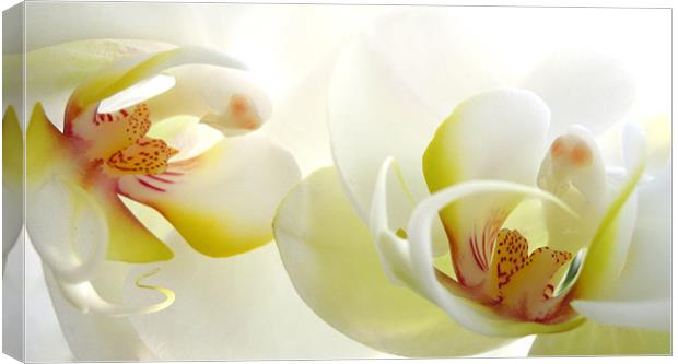 white orchids Canvas Print by Heather Newton