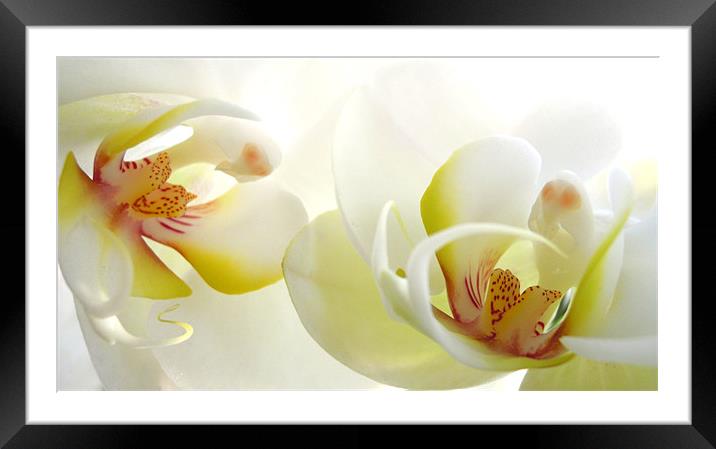 white orchids Framed Mounted Print by Heather Newton