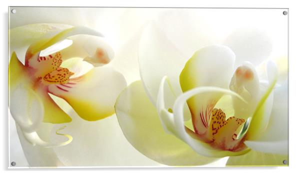 white orchids Acrylic by Heather Newton