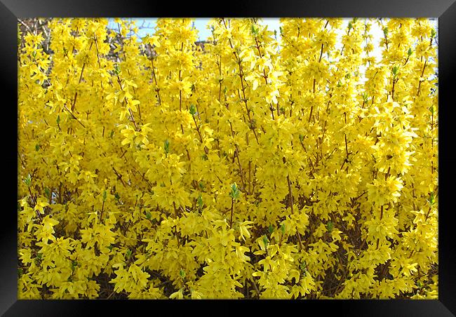 Forsythia Framed Print by graham young