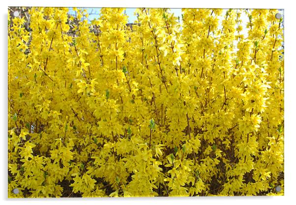 Forsythia Acrylic by graham young