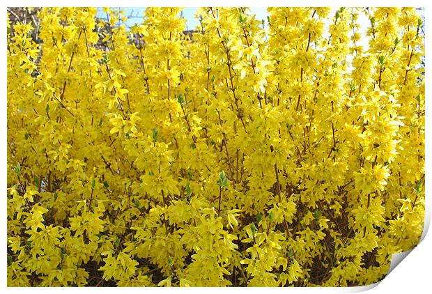 Forsythia Print by graham young