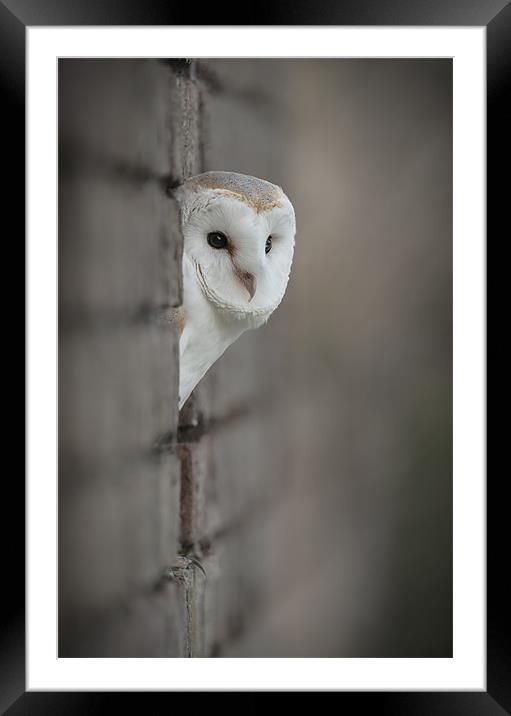 Barn Owl portrait Framed Mounted Print by Natures' Canvas: Wall Art  & Prints by Andy Astbury