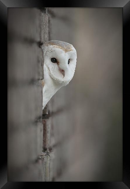 Barn Owl portrait Framed Print by Natures' Canvas: Wall Art  & Prints by Andy Astbury