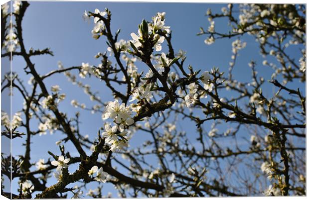 Blackthorn Canvas Print by graham young