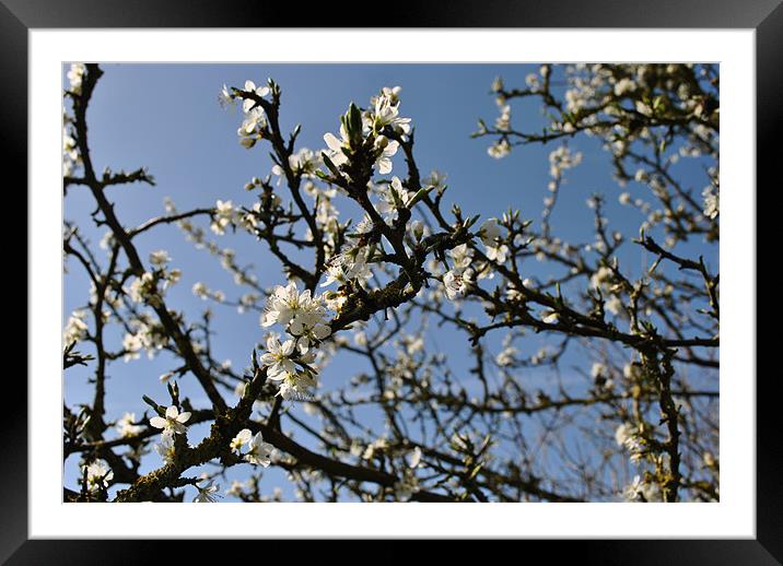 Blackthorn Framed Mounted Print by graham young