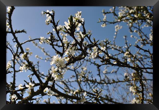 Blackthorn Framed Print by graham young