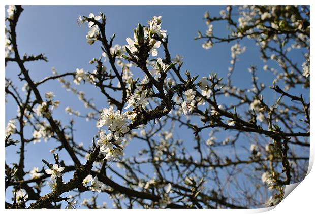 Blackthorn Print by graham young